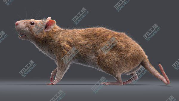 images/goods_img/20210312/Rat (Fur) (2) 3D/5.jpg